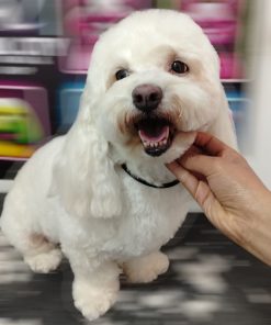 ✂️ Peluquería Canina