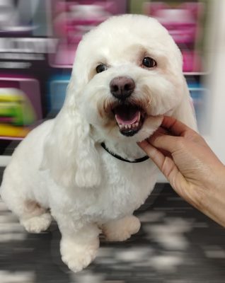 ✂️ Peluquería Canina
