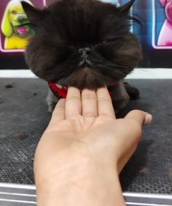 Grooming en Gatos