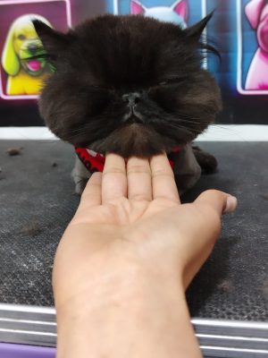Grooming en Gatos